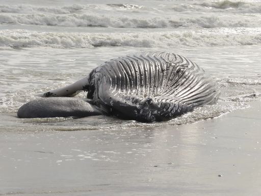 Dead whales are washing up on the East Coast. The reason remains a mystery.